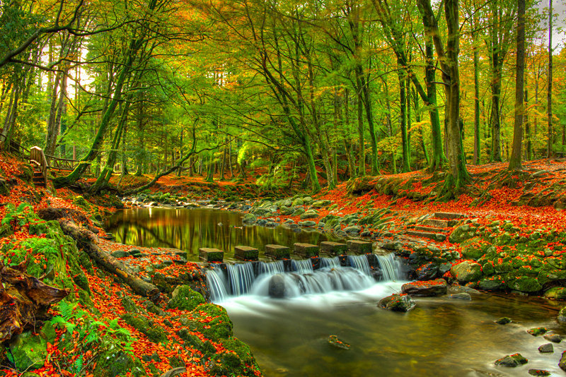 Tollymore Forest Park, Northern Ireland. - Awarded Pictures 2020