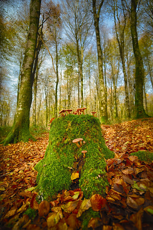 In Mullaghmeen Forest, County Westmeath, Ireland. - Awarded & Published Pictures 2022