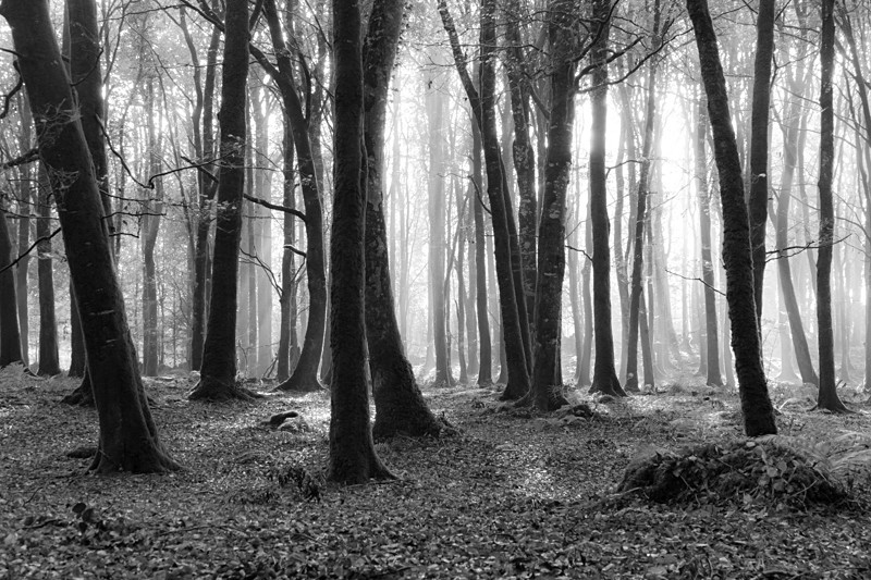 Dereen Woods, Ireland. - Black and White