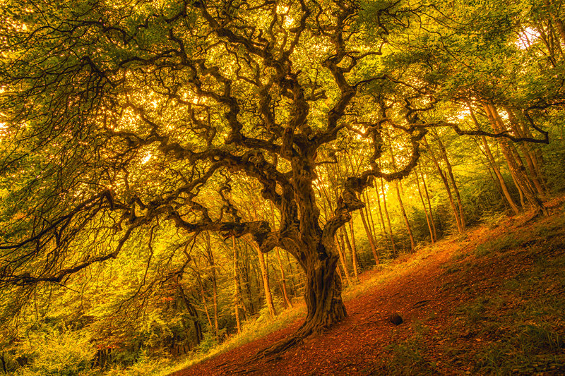 The Immortal Giant, Bulgaria. - Pictures out of this world