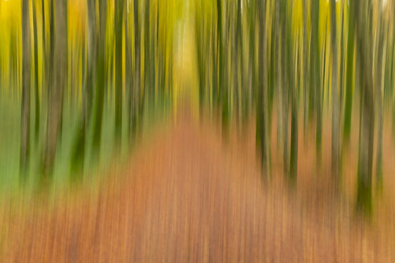 Intentional Camera Movement at Mullaghmeen Forest, County Westmeath. - Best Pictures 2020