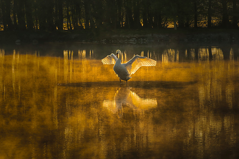 Sunrise at Finnamore Lake, County Offaly, Ireland. - Awarded & Published Pictures 2021