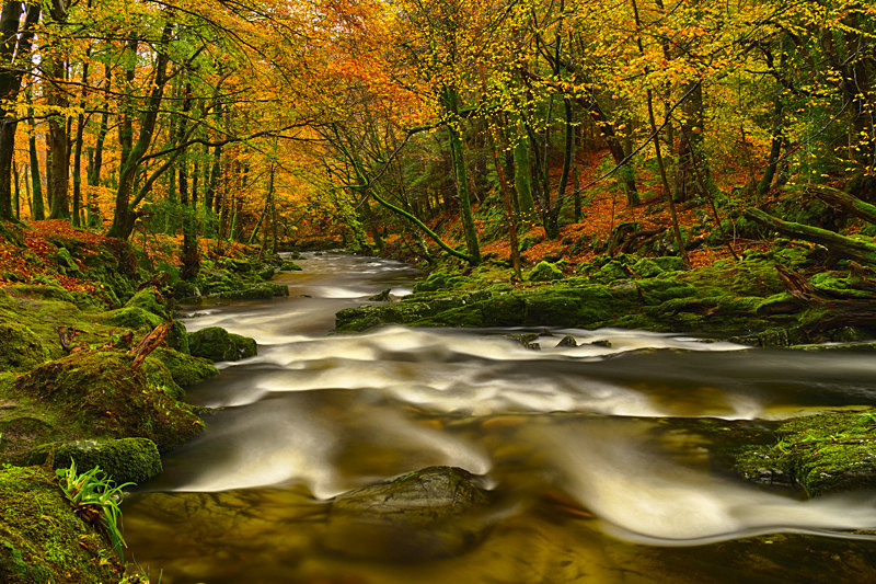 Tollymore Forest Park, Northern Ireland. - Awarded Pictures 2020