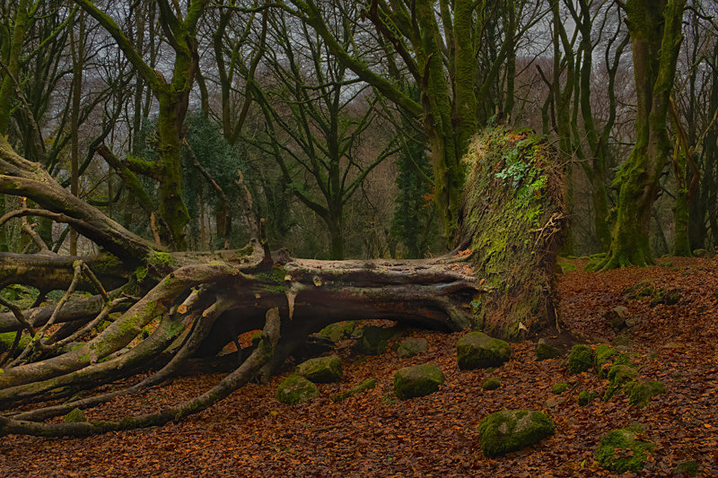 Barna Woods, Co.Galway, Ireland. - Awarded & Published Pictures 2022