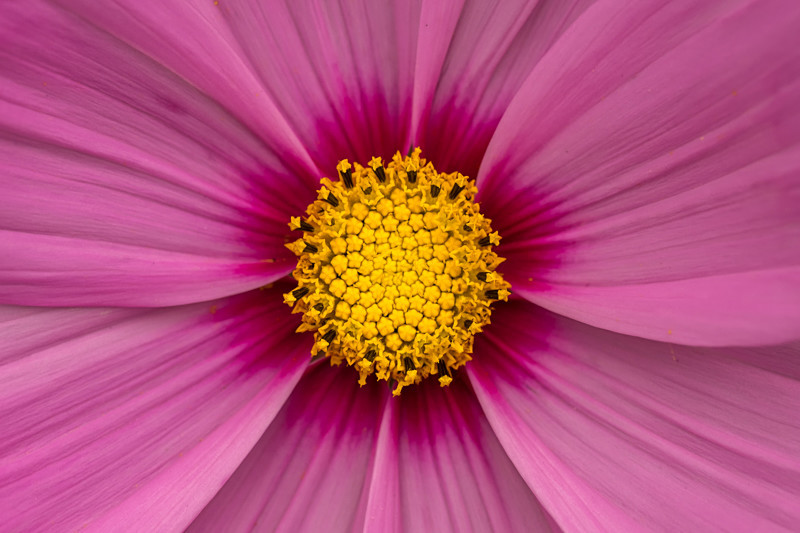 Flower - Flowers