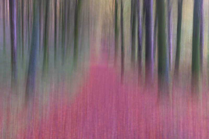 Intentional Camera Movement at Mullaghmeen Forest, County Westmeath. - Best Pictures 2020