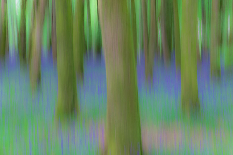 Intentional Camera Movement at Dereen Woods - Awarded Pictures 2020