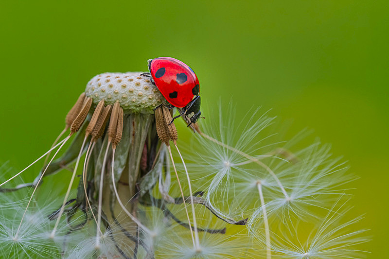 In the world of Ladybirds - Awarded Pictures 2020