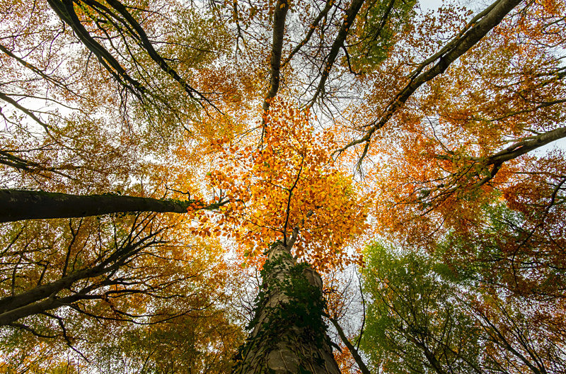 Looking at the Sky at Oakvale Woods, Co.Laois, Ireland. - Awarded & Published Pictures 2022