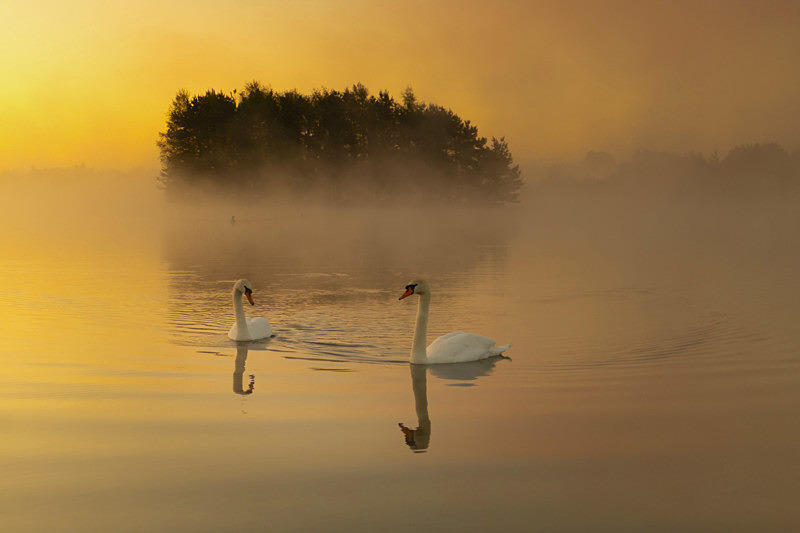 Early Foggy Morning at Lake Boora, County Offaly, Ireland. - Awarded Pictures 2020