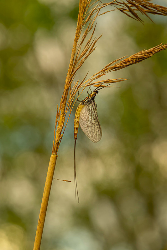 In the world of Mayflies - Best Pictures 2020