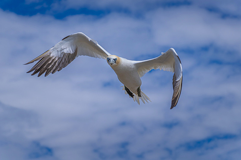 In the world of Gannets - Best Pictures 2020