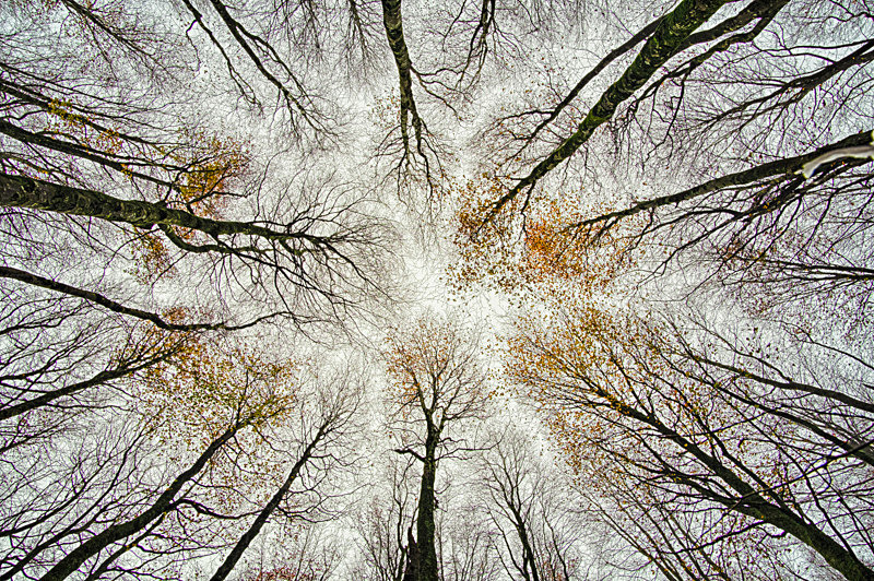 Lost into the Forest, Ireland. - Awarded & Published Pictures 2021
