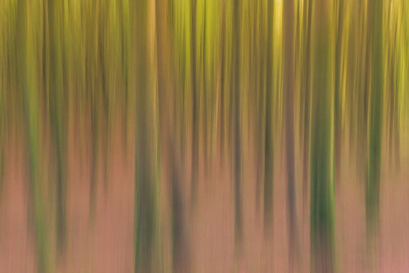 Into the Forest - Into the Forest