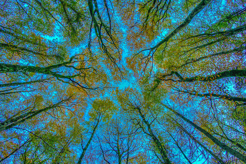 Looking at the sky at Dereen Woods, Ireland. - Nature