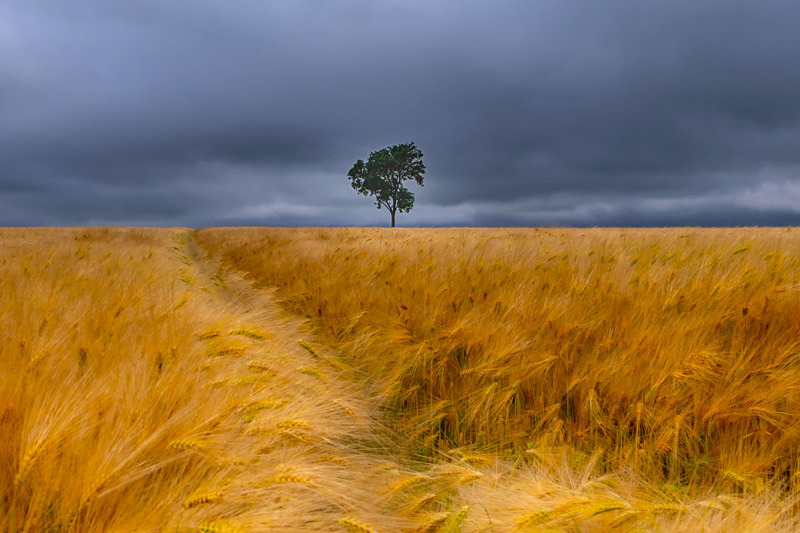 Lonely Tree, County Wexford, Ireland. - Awarded & Published Pictures 2021