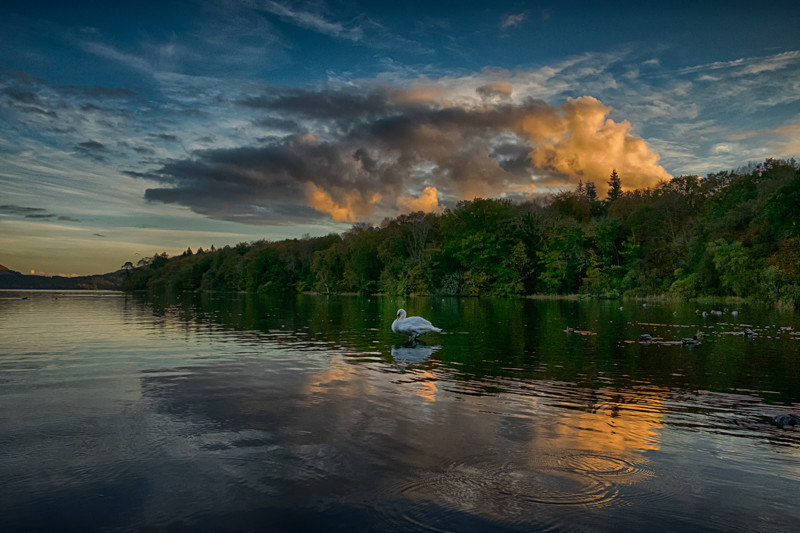 Swan at sunset at Lough Gill in County Sligo - Wildlife