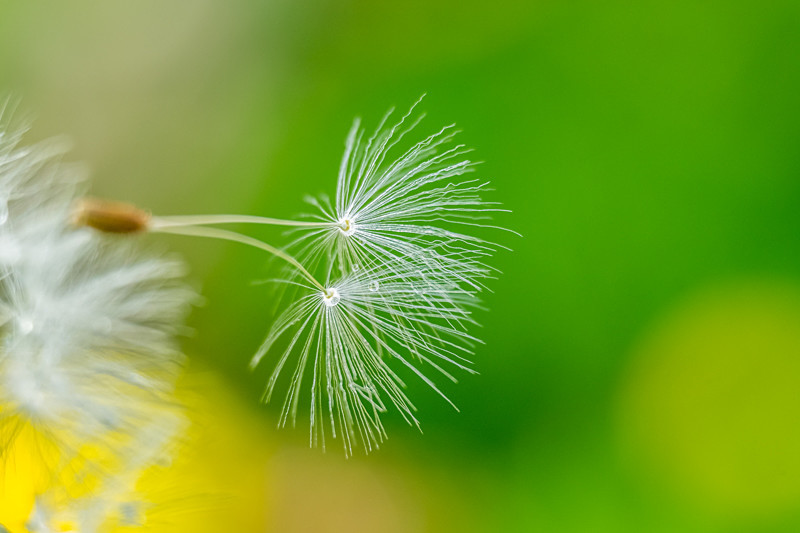 Dandelion Seeds - Flowers