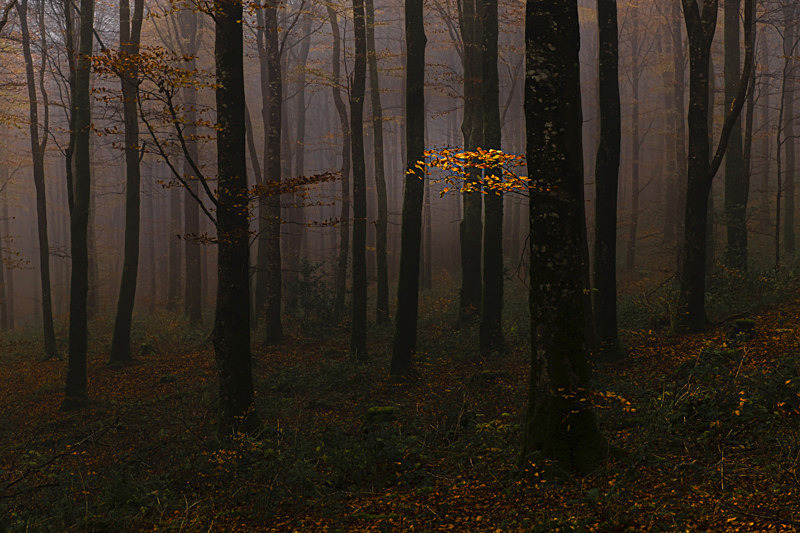 Foggy morning at Mullaghmeen Forest, County Westmeath, Ireland. - Awarded & Published Pictures 2021