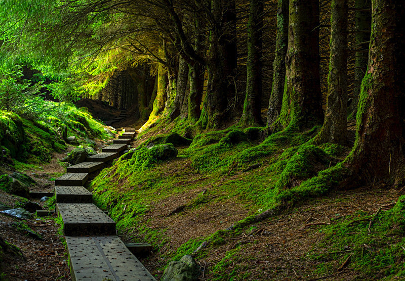 Ballinastoe-Woods:-The-Complete-Guide-to-Wicklow’s-Magical-Forest-Walk