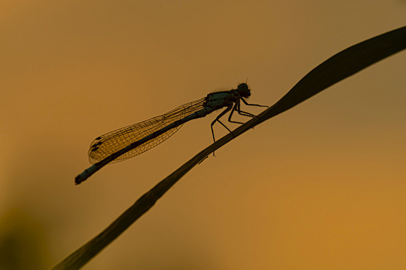In the world of Damselflies - Best Pictures 2020