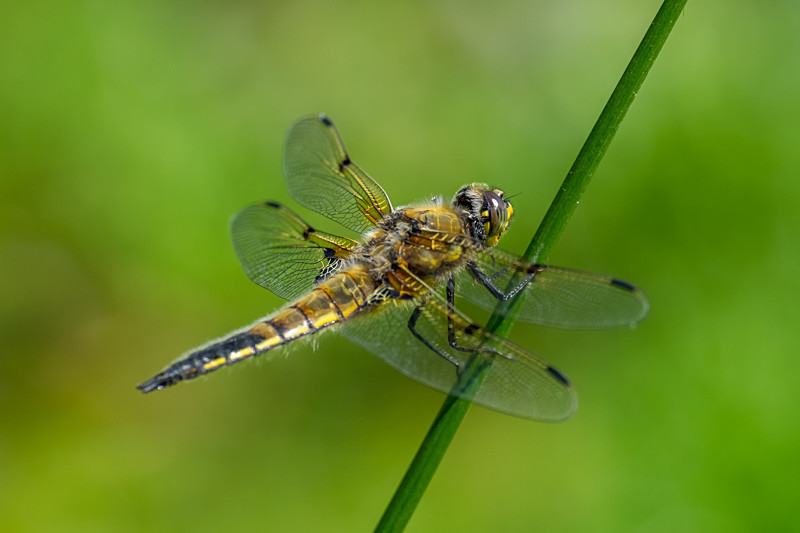 Dragonfly at Kilmacurragh Botanic Gardens in County Wicklow i Ireland. - Nature