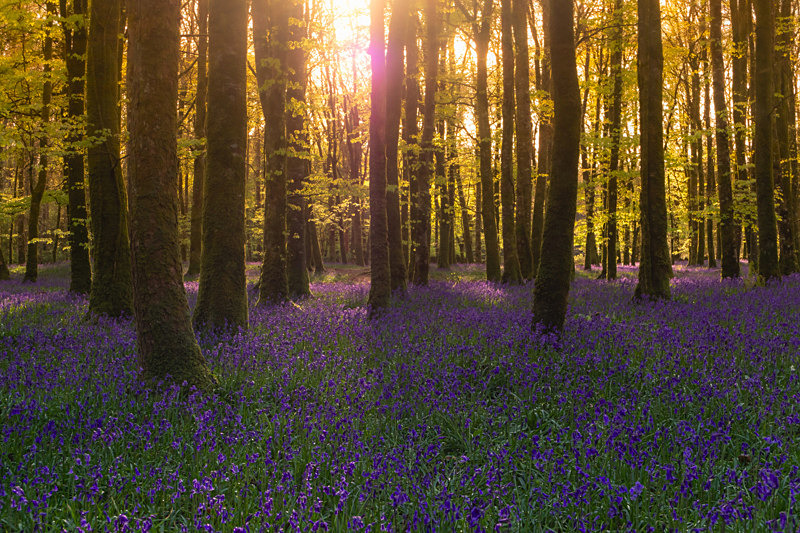 Sunrise at Dereen Woods, County Roscommon, Ireland. - Awarded & Published Pictures 2021