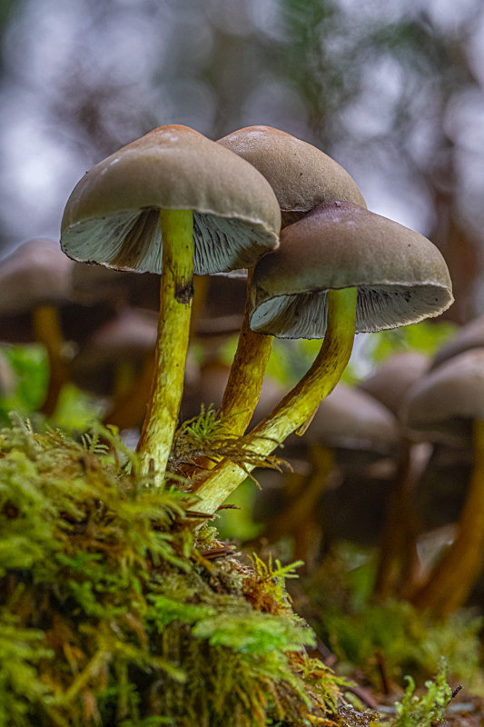 Fungi in the Forest, Ireland. - Awarded & Published Pictures 2021
