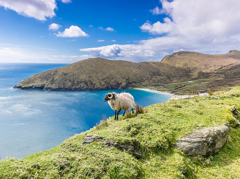 Sheep at Keem Beach at Achill Island - Co Mayo