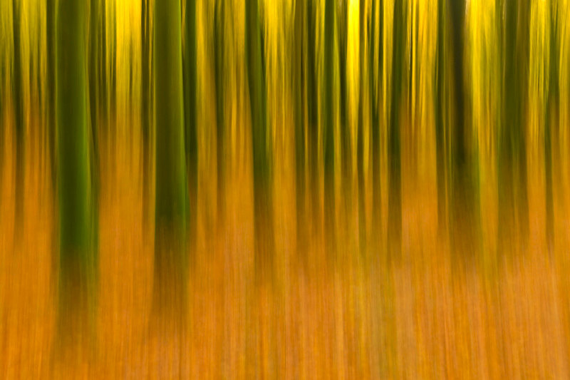 Intentional Camera Movement at Mullaghmeen Forest, County Westmeath. - Best Pictures 2020