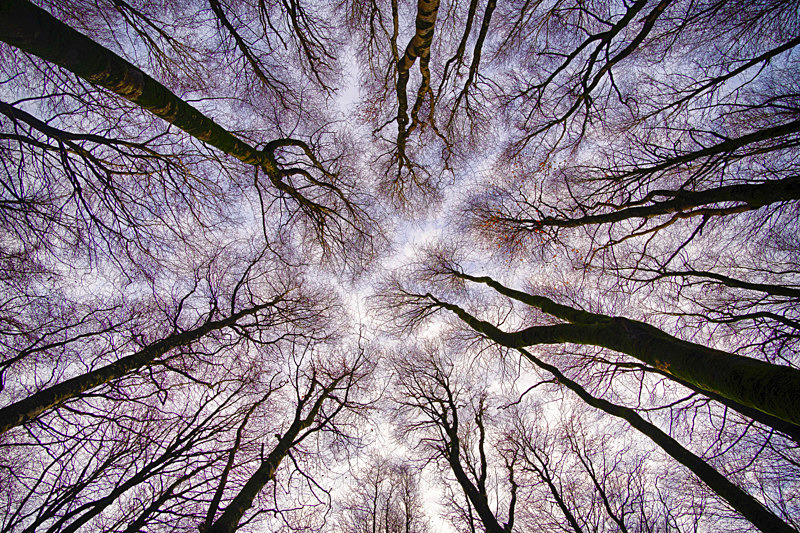 Looking at the sky at Mullaghmeen Forest, County Westmeath, Ireland. - Awarded Pictures 2020