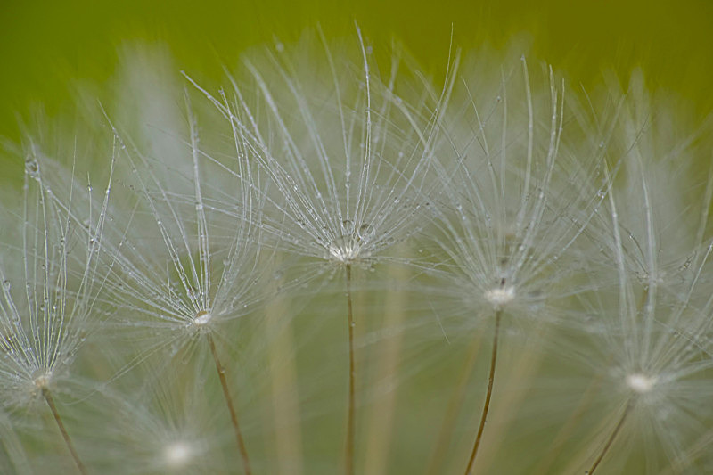 Dandelion Seeds - Best Pictures 2020