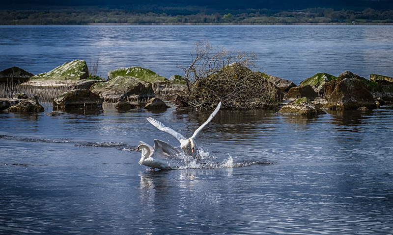 Swans at Lough Derg in County Clare - Wildlife