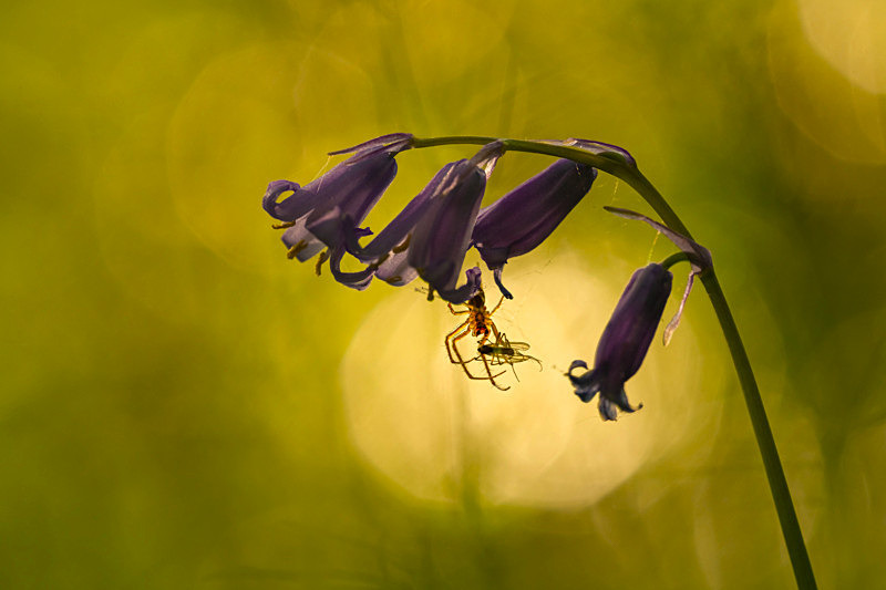 In the world of Spiders - Awarded Pictures 2020