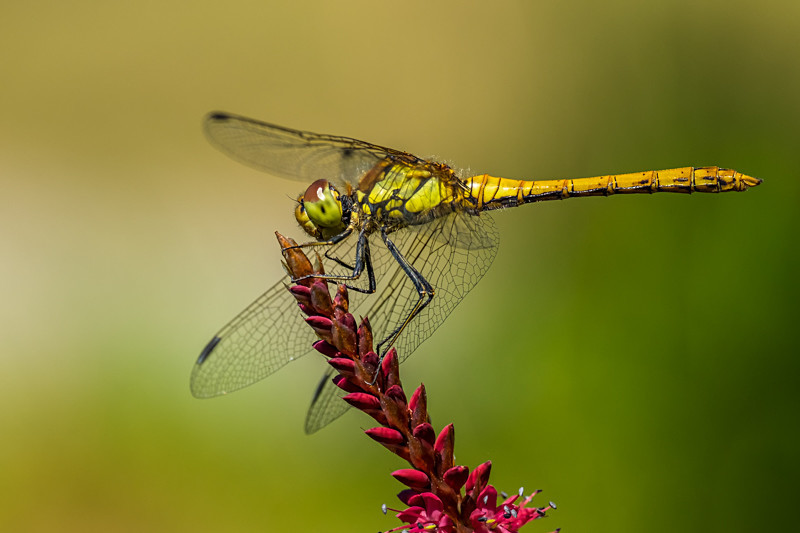 Dragonfly at Kilmacurragh Botanic Gardens, Ireland. - Pictures out of this world