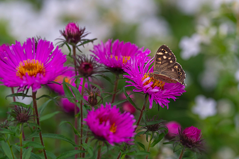 In the world of Butterflies - Best Pictures 2020