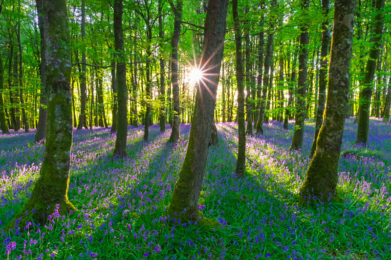 Sunset at Dereen Woods, County Roscommon, Ireland. - Awarded & Published Pictures 2021