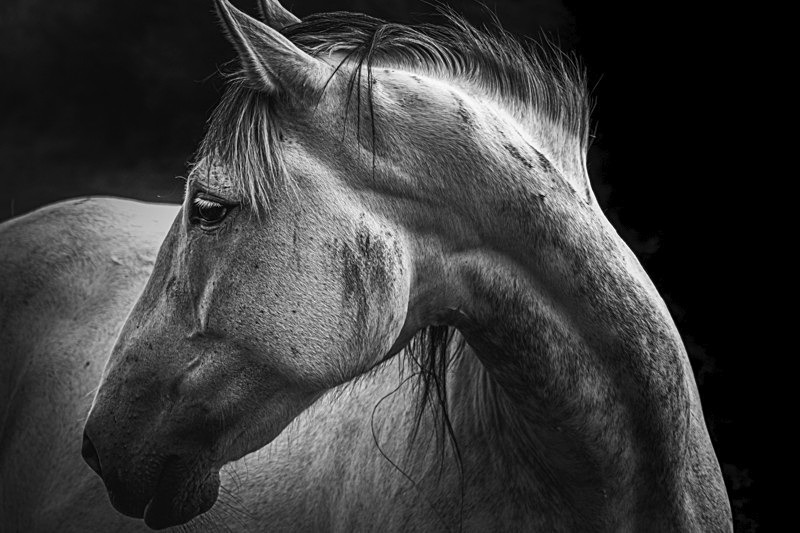 Into the world of Horses, Ireland. - Pictures out of this world