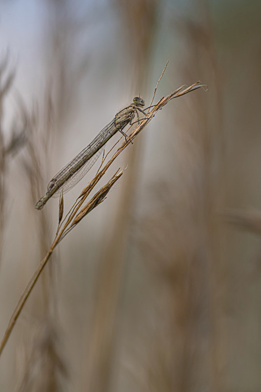 In the world of Damselflies - Awarded Pictures 2020