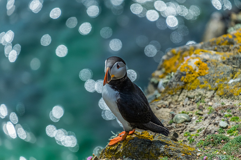 Puffin at Saltee Island in County Wexford - Wildlife