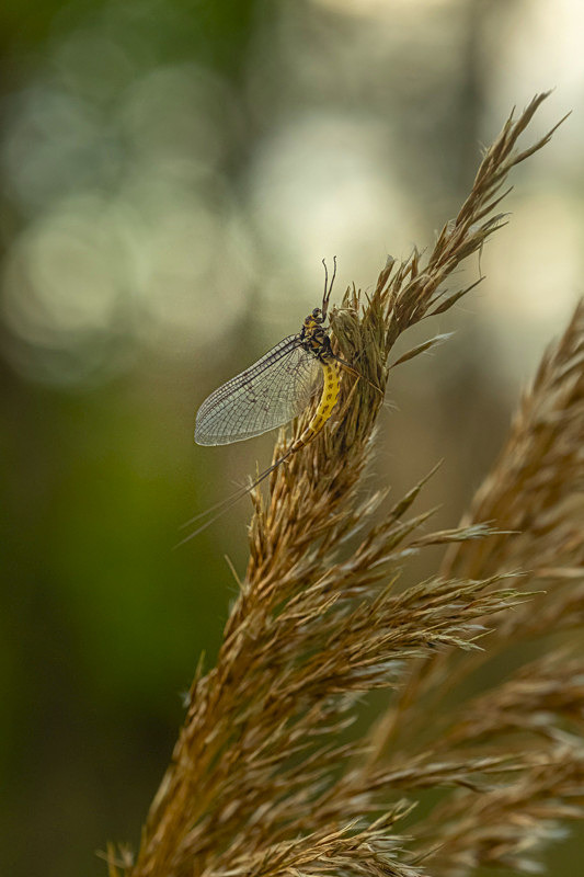 In the world of Mayflies - Best Pictures 2020