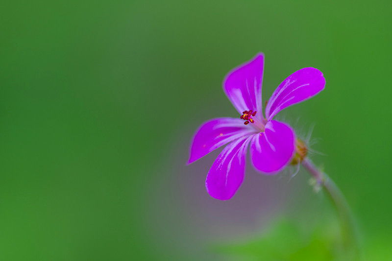 In the world of Flowers - Best Pictures 2020