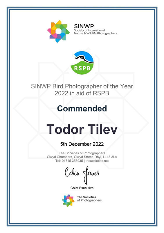 Society of International Nature Wildlife Photographers_Commended - Achievements