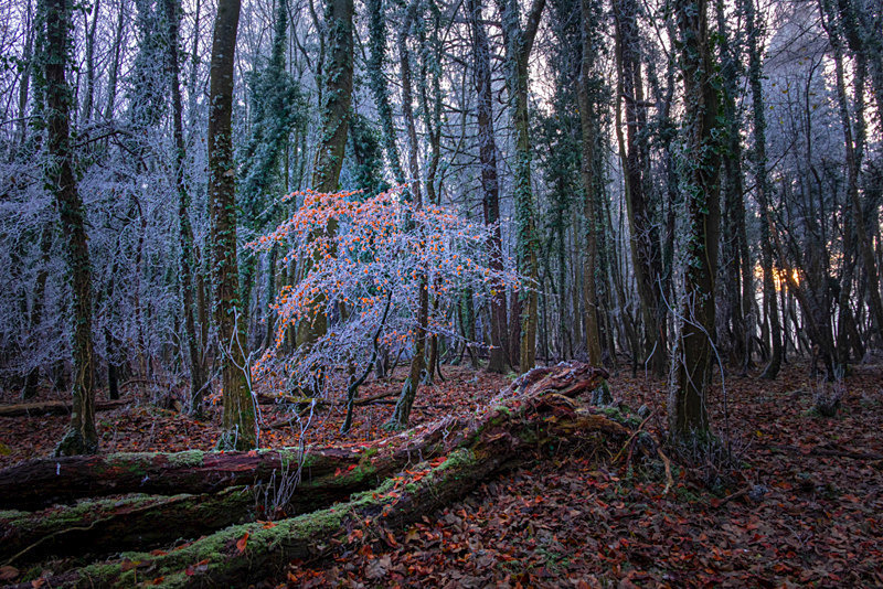 Lost into the Forest, Ireland. - Pictures out of this world