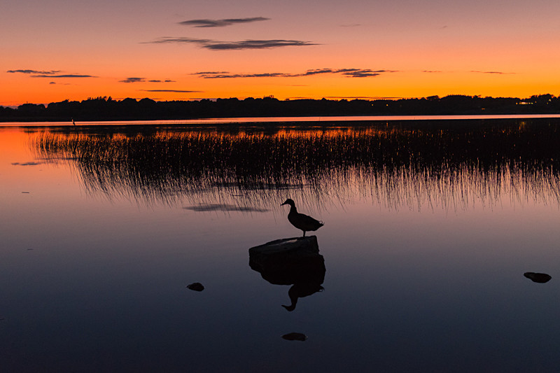 Duck at Portaneena - Athlone