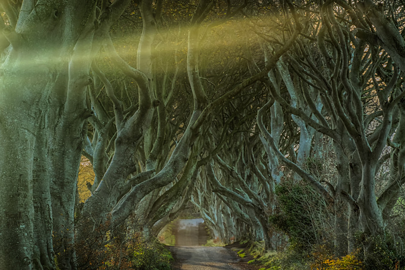 Sunrise at Dark Hedges - Northern Ireland