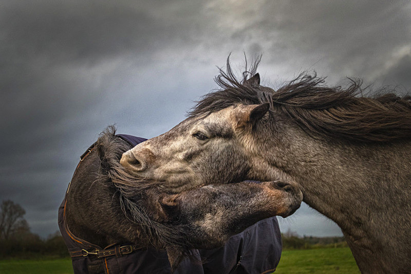 Into the world of Horses, Ireland. - Awarded & Published Pictures 2021