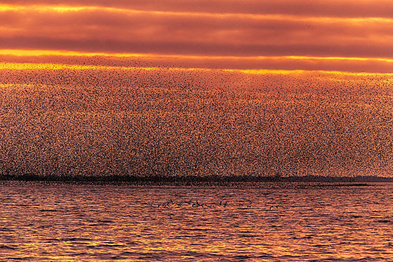 Murmuration of starlings at Lake Ennell, County Westmeath, Ireland. - Awarded & Published Pictures 2022