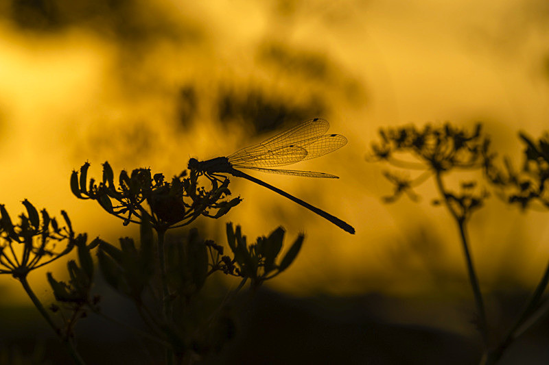 In the world of Damselflies - Best Pictures 2020