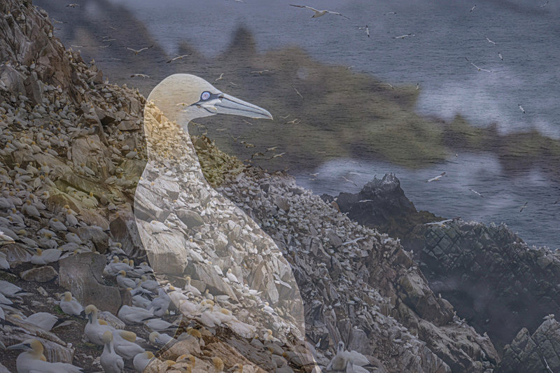 In the world of Gannets - Best Pictures 2020